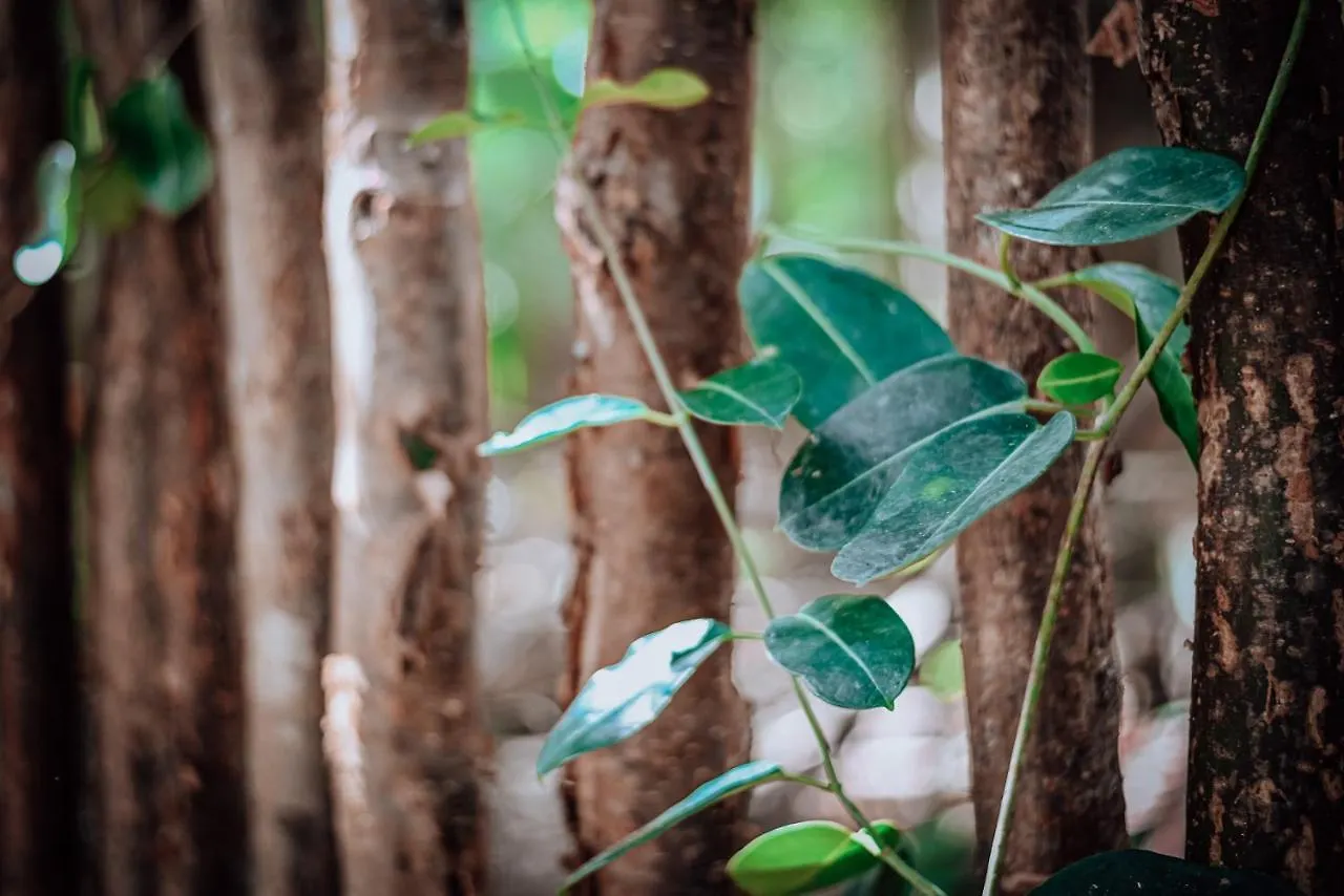 Lunita Jungle Experience Hotel Puerto Morelos